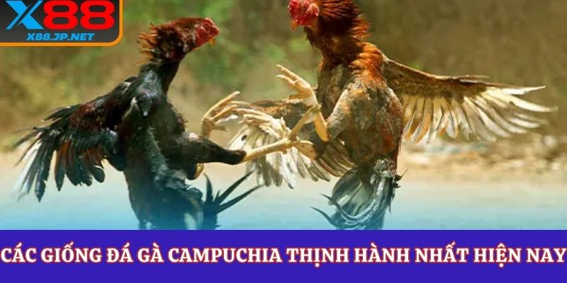 Các giống đá gà Campuchia thịnh hành nhất hiện nay