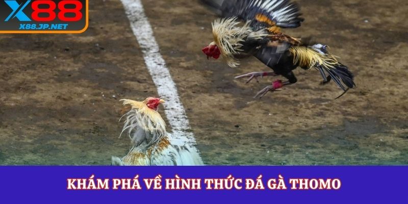 Khám phá về hình thức đá gà thomo