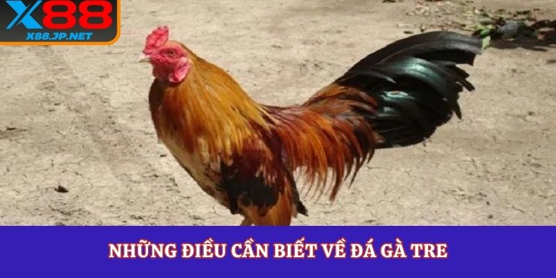 Những điều cần biết về đá gà tre