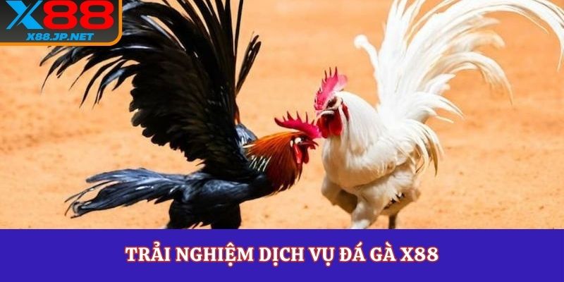 Trải nghiệm dịch vụ đá gà X88